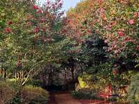 A nice visit to Camellia Hill at Jeju