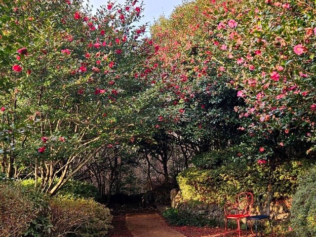 A nice visit to Camellia Hill at Jeju