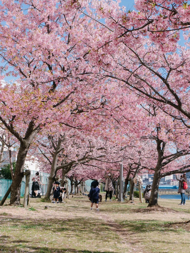 東京河津櫻賞櫻指南 🌸 舊中川櫻花盛開中！