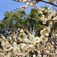 The Beauty of Plum blossoms in March on Century Park Shanghai 世紀公園