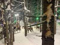 Meet the Reindeer at China Snow Town