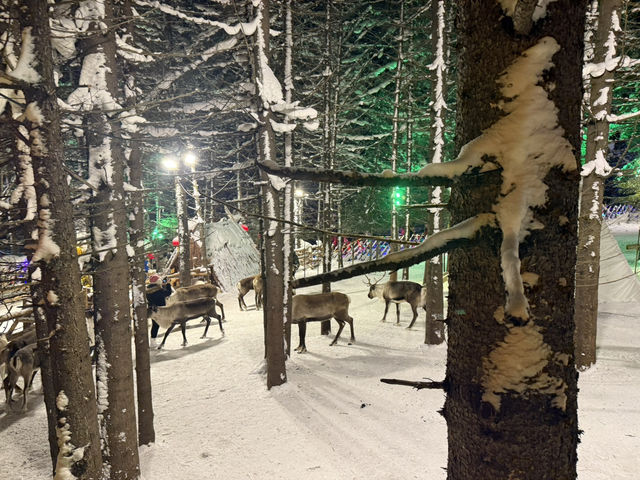 Meet the Reindeer at China Snow Town