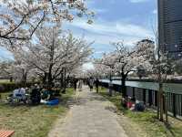 毛馬櫻之宮公園的櫻花之旅 身心愉快