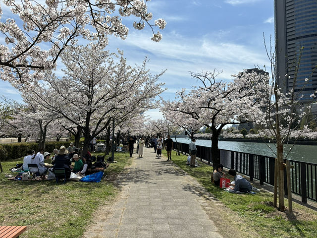 毛馬櫻之宮公園的櫻花之旅 身心愉快