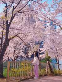서울 봄꽃 명소 모음🩷