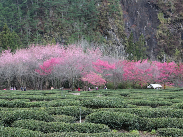 台中🌸 武陵農場櫻花，粉色浪漫爆擊！🌸 漫步花海，捕捉最美瞬間！📸💖