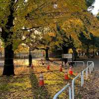 Hikarigaoka Park (光が丘公園)