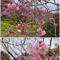 桑田山の雪割桜
