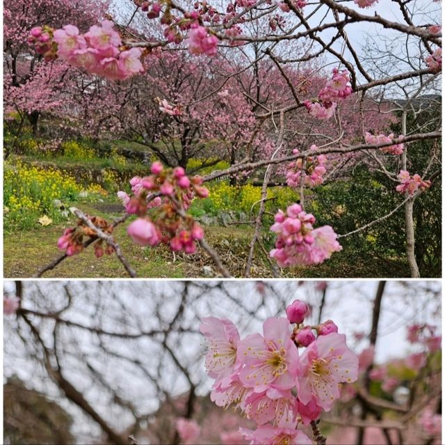 桑田山の雪割桜