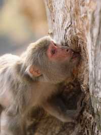 係城門水塘 同🐒度過嘅一日