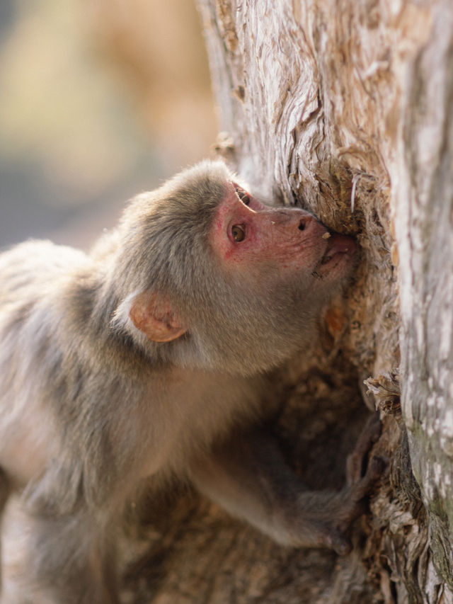係城門水塘 同🐒度過嘅一日
