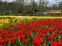 "Keukenhof: The World's Most Beautiful Spring Garden"