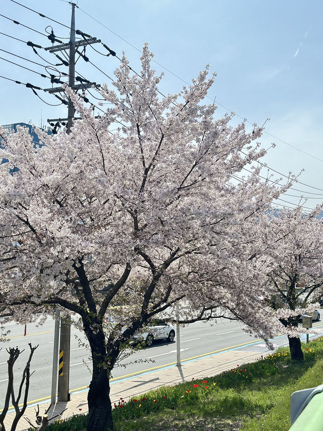 韓國🇰🇷 釜山 三樂生態公園賞櫻🌸