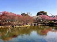 สวนดอกบ๊วย Nabana No Sato