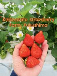 Kishinosato Strawberry Farm ฟาร์มสตรอว์เบอร์รีสดๆ