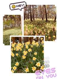 Spring's Historical Charm and Floral Majesty 