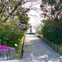 天城展望台•櫻花與海港美景