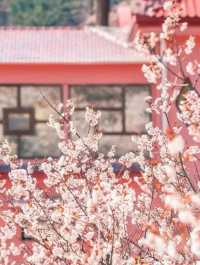 Chasing Sakura at Shandong🌸