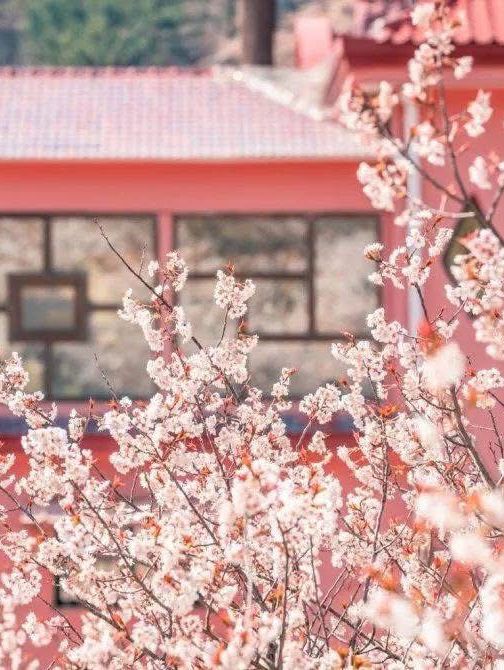 Chasing Sakura at Shandong🌸