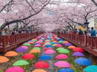 Chasing Sakura at Jinhae 
