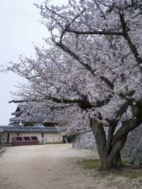 【愛媛】行かなきゃ損‼️天守閣と桜の絶景🌸歴史と春を満喫！