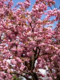 バンクーバーの桜：春の街を彩るピンクのトンネル