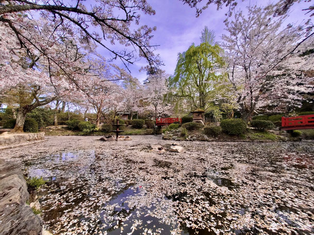 Chasing Sakura at Utsubuki Park