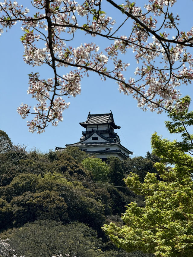 🌸【名古屋櫻花秘境｜犬山城下的櫻花】  