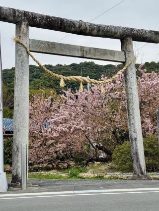 Chasing Sakura at Sakaguchi Shrine
