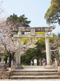 長崎賞櫻景點推薦 Omura Park大村公園
