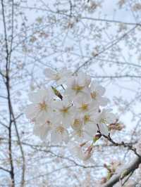 Ueno Park: Tokyo's Ultimate Cherry Blossom Dream