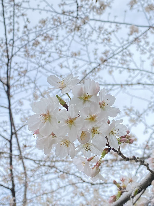 Ueno Park: Tokyo's Ultimate Cherry Blossom Dream