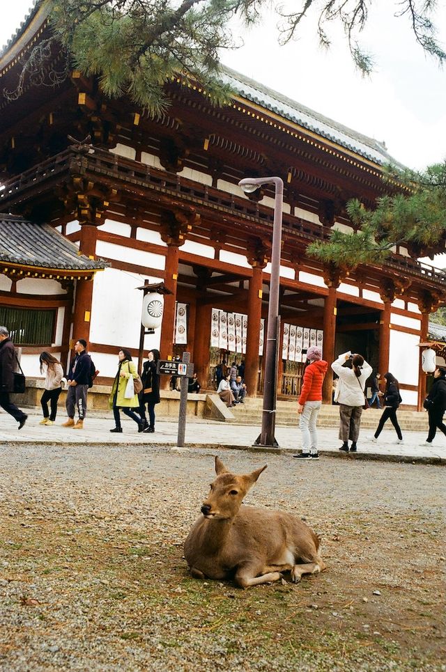 Once the Largest Wooden Structure in the World — Todaiji Temple in Nara