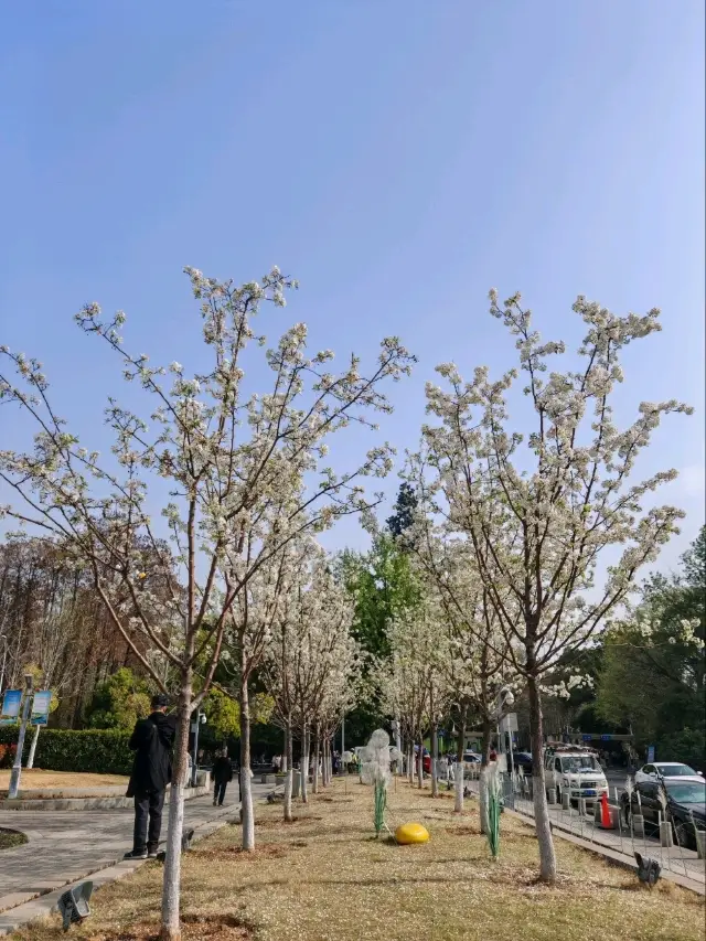 武漢東湖櫻花園賞櫻行程