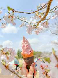 桜いろいろな種類があるから長く楽しめる【東京／調布】