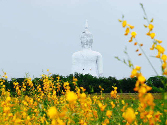 วัดม่วง อ่างทอง