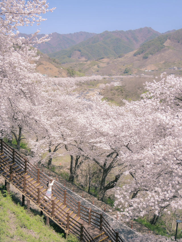 녹차밭과 벚꽃 조합이 아름다운 곳..🌿🌸💕