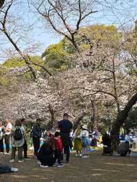 Ueno Onshi Park Cherry Blossoms- Tokyo's Blossom Epicenter