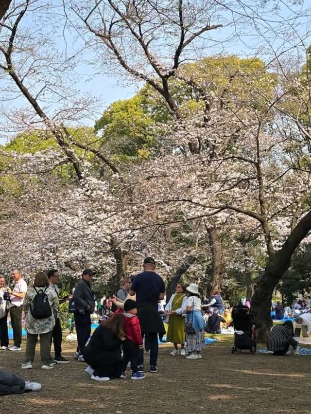 Ueno Onshi Park Cherry Blossoms- Tokyo's Blossom Epicenter