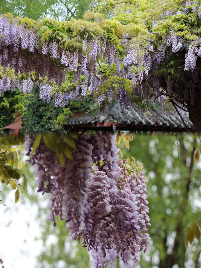 A Serendipitous Spring in Shuhe: Cherry Blossoms and Wisteria