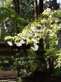 Spring Stroll at Genjiyama Park – A Hidden Gem in Kamakura 🌸