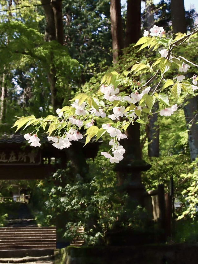 Spring Stroll at Genjiyama Park – A Hidden Gem in Kamakura 🌸