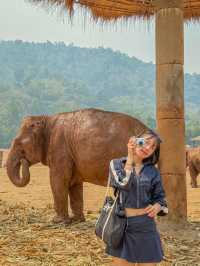 🇹🇭태국 Elephant Nature Park(ENP)에 대해 알고 있나요?🇹🇭