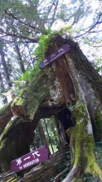 Peaceful Escapes in the Mountains of Alishan, Taiwan