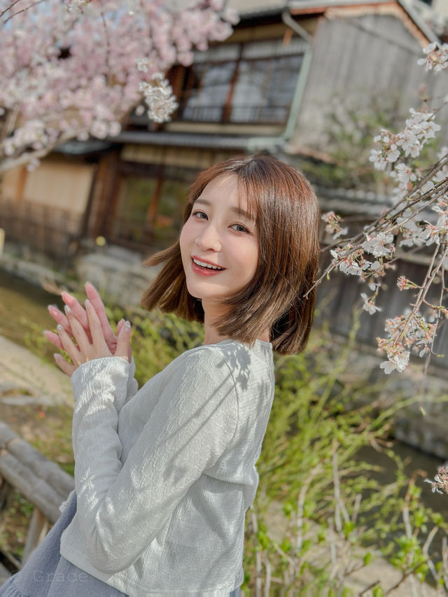 日本櫻花景點！祇園白川