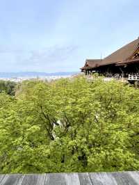 Springtime at Kiyomizu-dera🌸