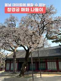 매화나무 살구나무가 흐드러진🌸 창경궁 봄나들이