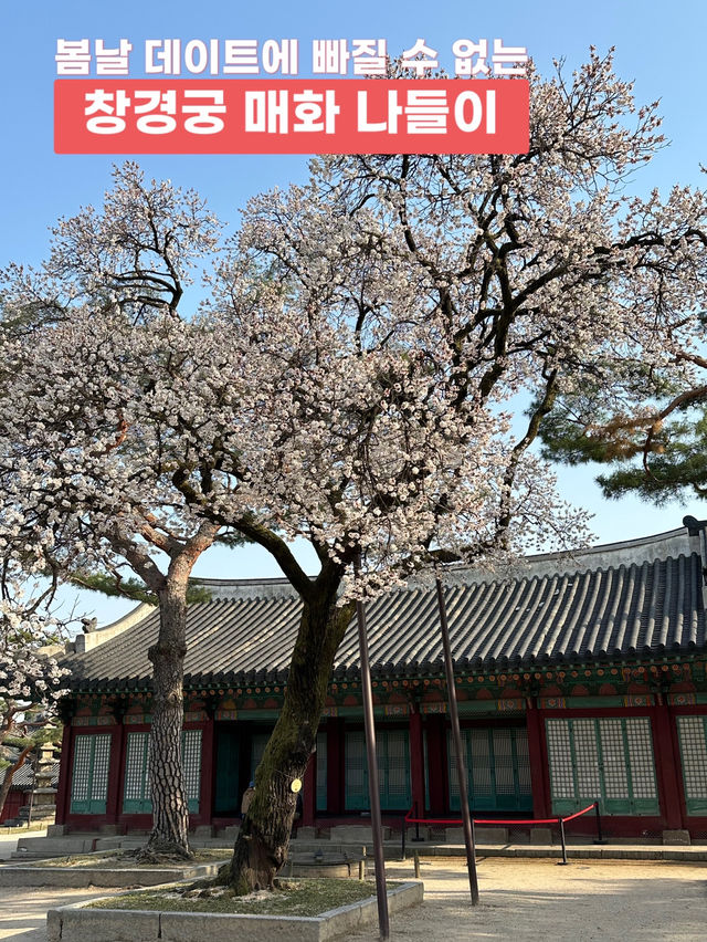 매화나무 살구나무가 흐드러진🌸 창경궁 봄나들이