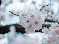 ซากุระที่สวนอุเอโนะ โตเกียว 🌸🌸🌸