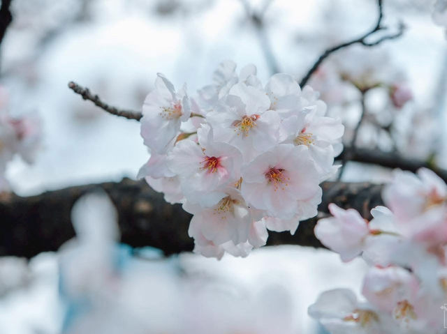 ซากุระที่สวนอุเอโนะ โตเกียว 🌸🌸🌸